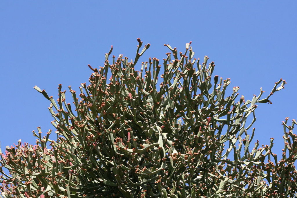 Euphorbia Enterophora: Tudo Sobre Essa Suculenta