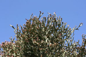 Euphorbia Enterophora Tudo Sobre Essa Suculenta