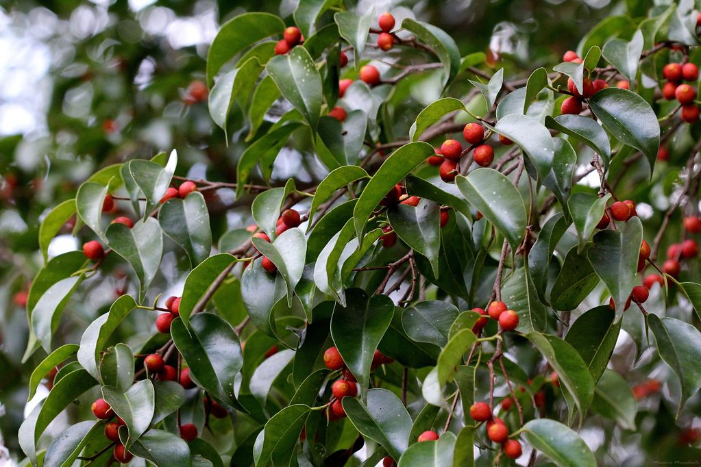 Ficus Benjamina Saiba Tudo Sobre Essa Planta