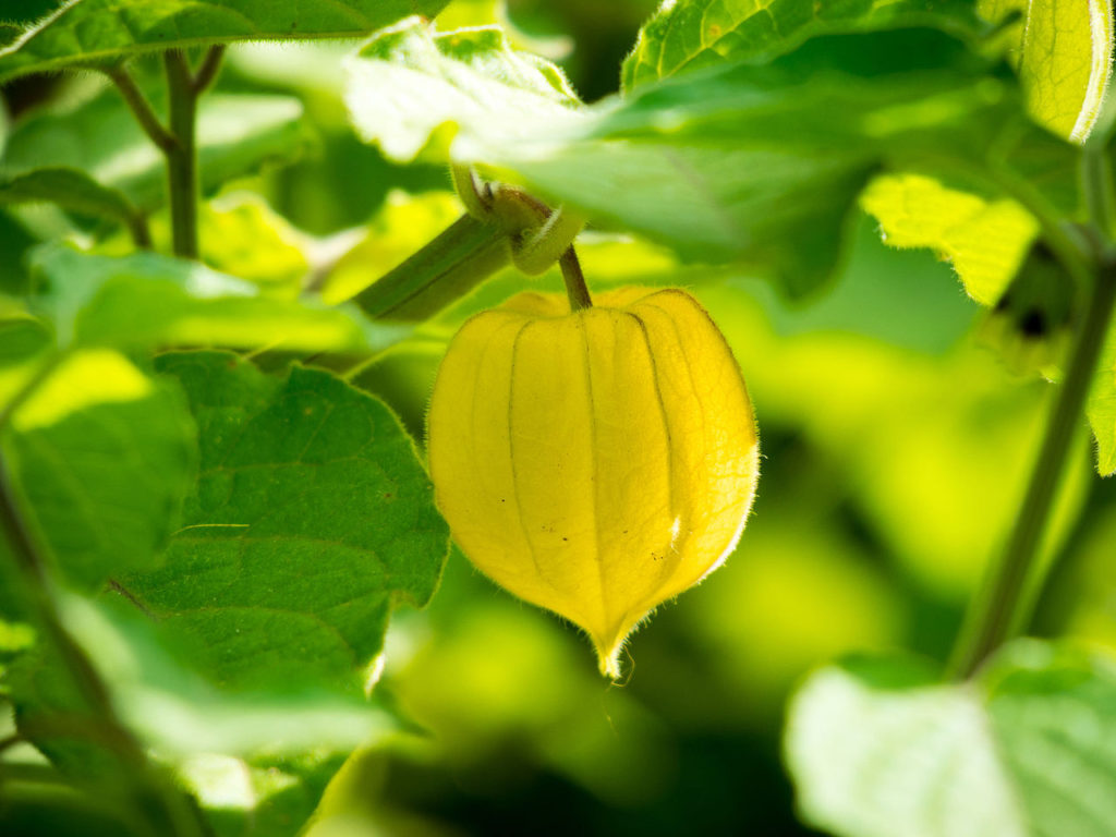 Fisális Peruana Saiba Tudo Sobre Essa Planta