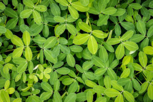 Grama Amendoim Saiba Tudo Sobre Essa Planta