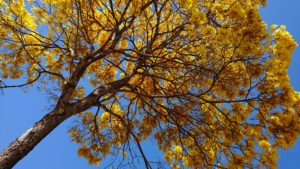 Ipê Amarelo Um Guia Completo Sobre Essa Árvore