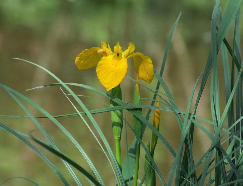 Íris Amarelo Um Guia Completo Desta Planta