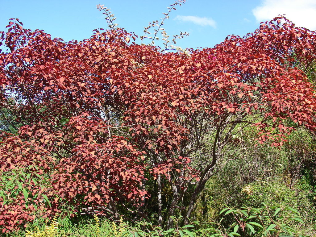 Leiteiro Vermelho Um Guia Completo Desta Planta