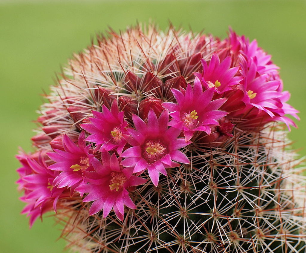 Mammillaria Spinosissima Um Guia Deste Cacto