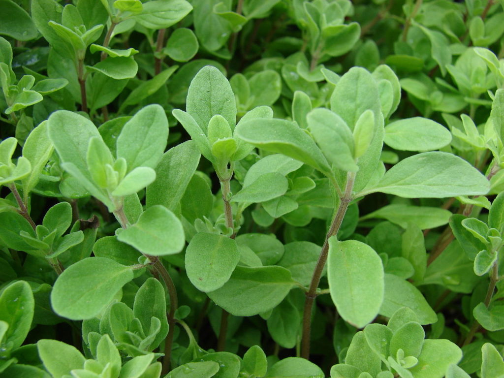 Manjerona Saiba Tudo Sobre Essa Planta