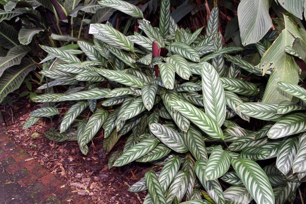 Maranta Cinza: Um Guia Completo Desta Planta