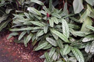 Maranta Cinza Um Guia Completo Desta Planta
