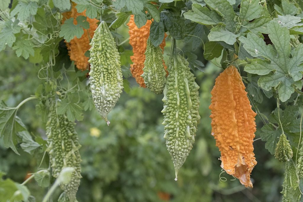 Melão de São Caetano Tudo Sobre Essa Planta