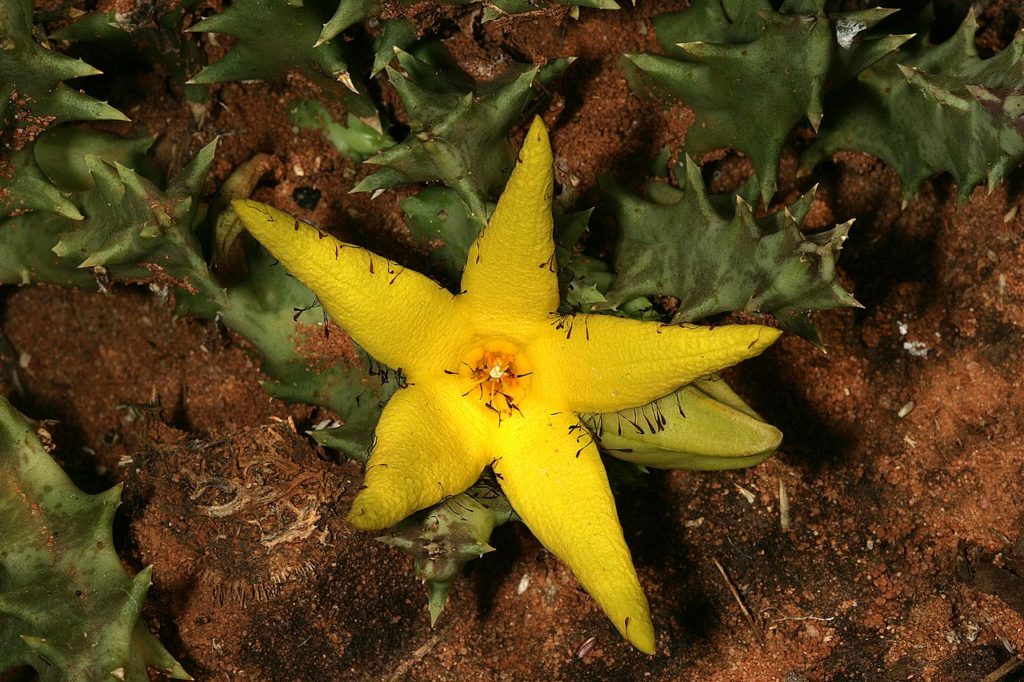 Orbea Lutea Saiba Tudo Sobre Essa Suculenta