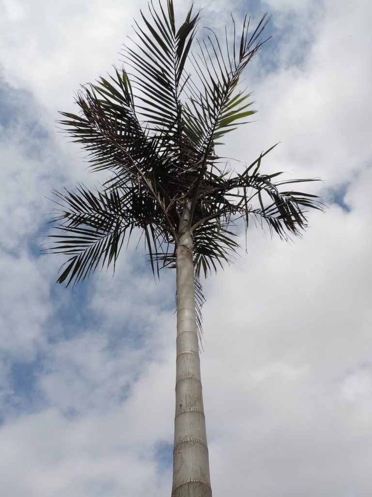 Palmeira Carpentaria: Tudo Sobre Essa Planta 