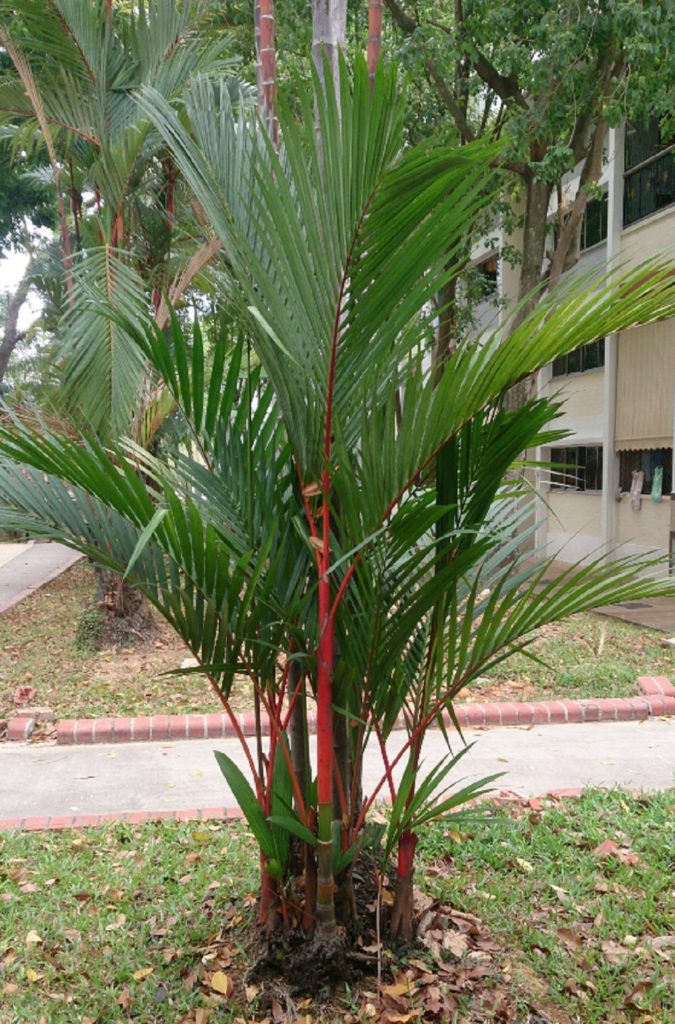 Palmeira Laca Um Guia Completo Desta Planta