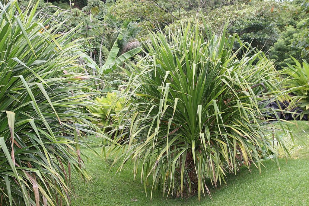 Pândano Um Guia Completo Sobre Essa Planta