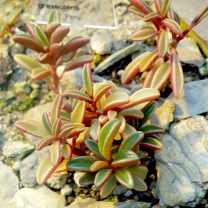 Peperomia Graveolens Tudo Sobre Essa Planta