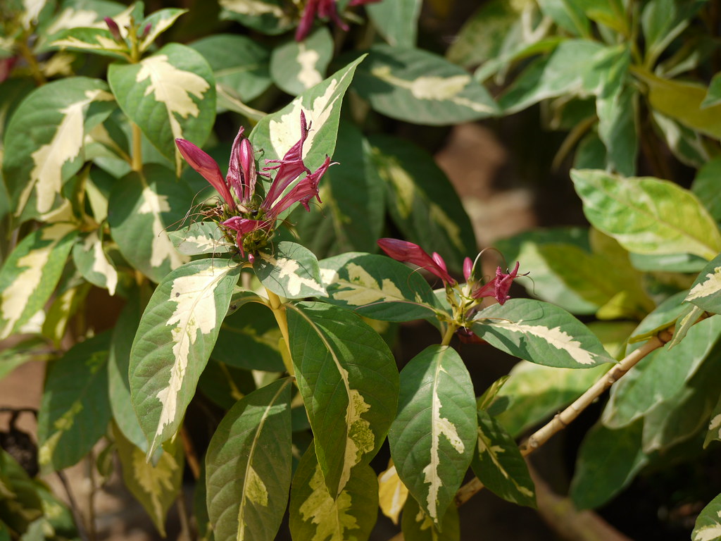 Planta Caricata Saiba Tudo Sobre Essa Planta