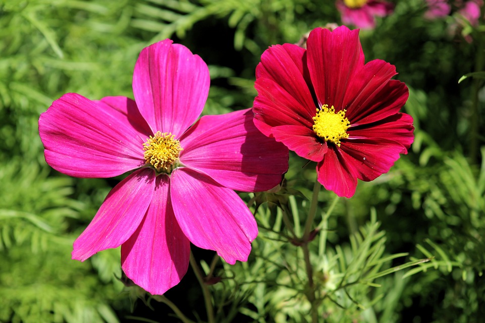 Planta Cosmos Saiba Tudo Sobre Essa Planta