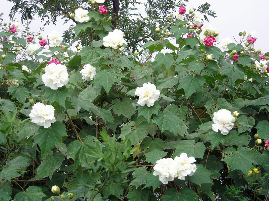 Rosa Louca Um Guia Completo Desta Planta