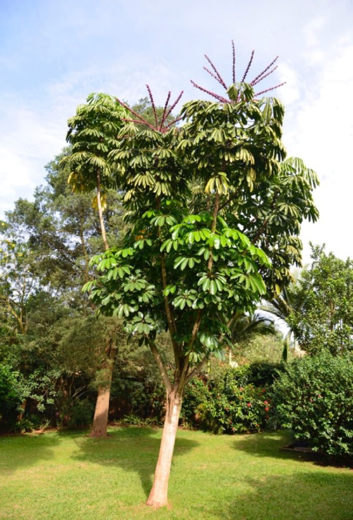 Schefflera Actinophylla Tudo Sobre Essa Planta