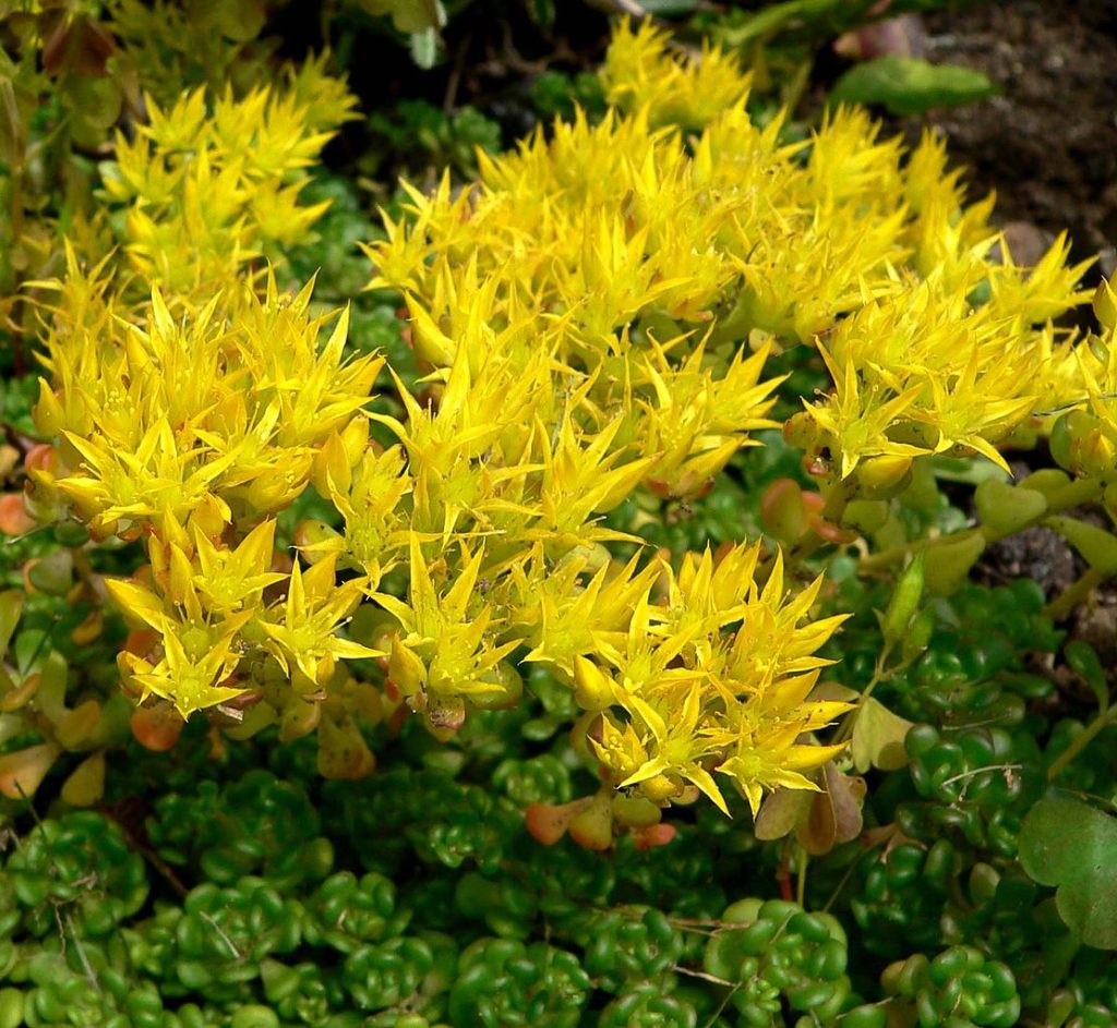 Sedum Oreganum Guia Completo Desta Suculenta