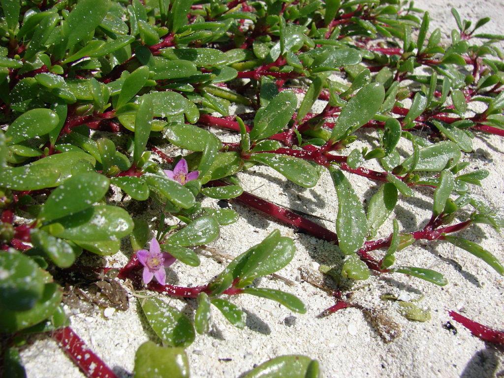 Sesuvium Portulacastrum Um Guia Desta Planta