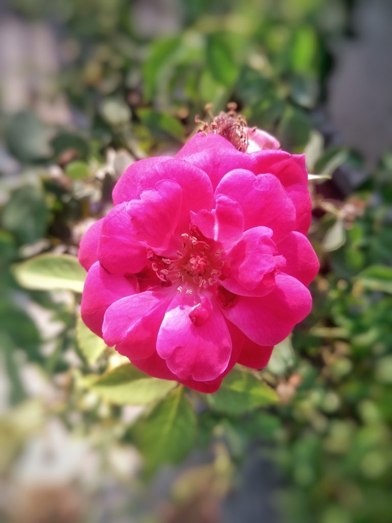 Rosa Rubra Saiba Tudo Sobre Essa Planta