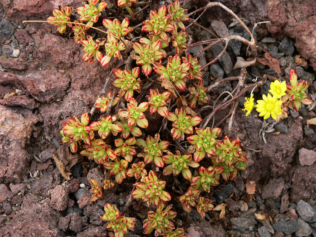 Aeonium Sedifolium Tudo Sobre Essa Suculenta