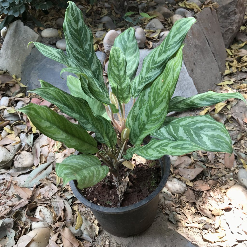 Aglaonema Saiba Tudo Sobre Essa Planta