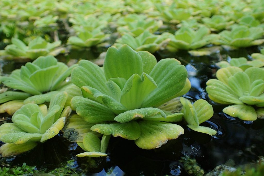 Alface d Água Um Guia Completo Desta Planta