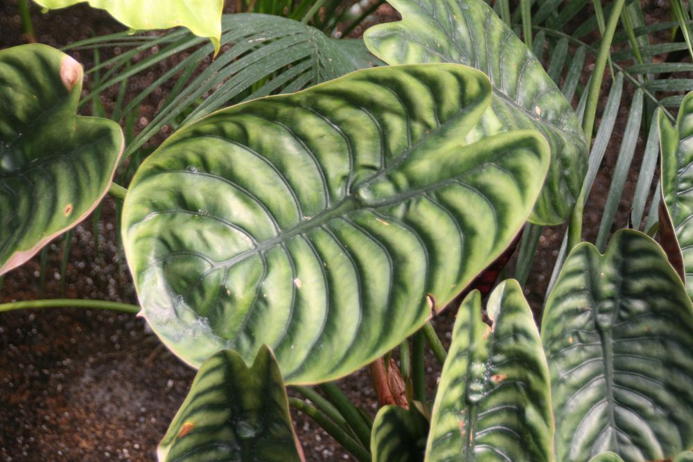 Alocasia Cuprea Saiba Tudo Sobre Essa Planta