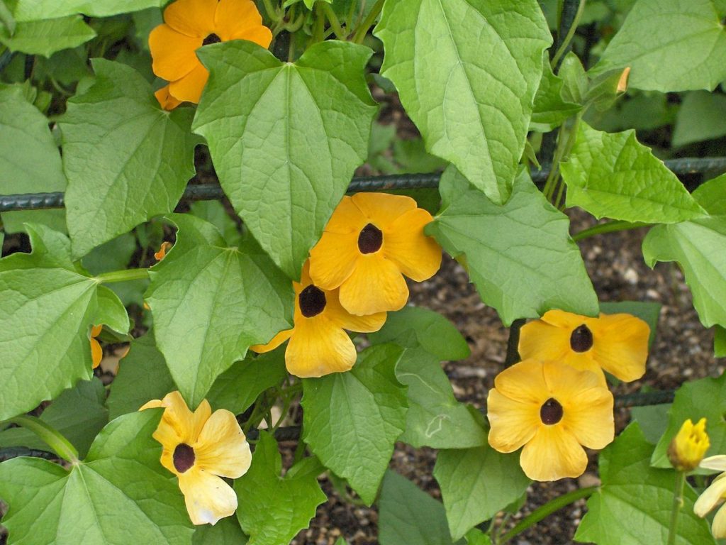 Amarelinha Saiba Tudo Sobre Essa Planta