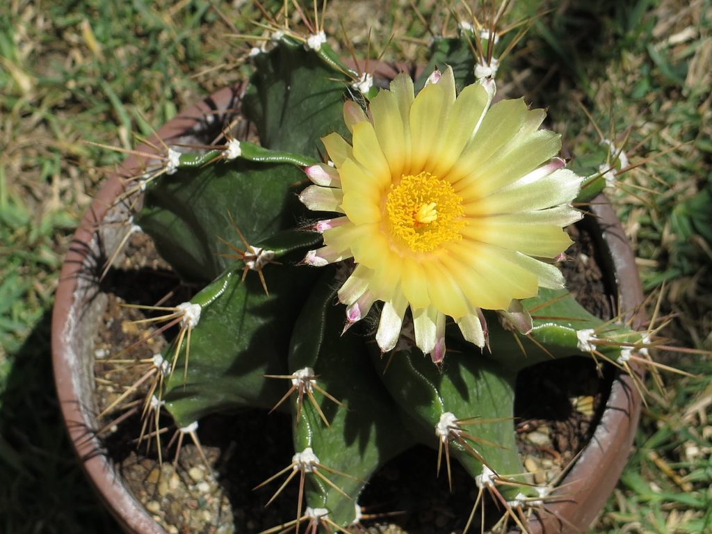 Astrophytum Ornatum Tudo Sobre Esse Cacto