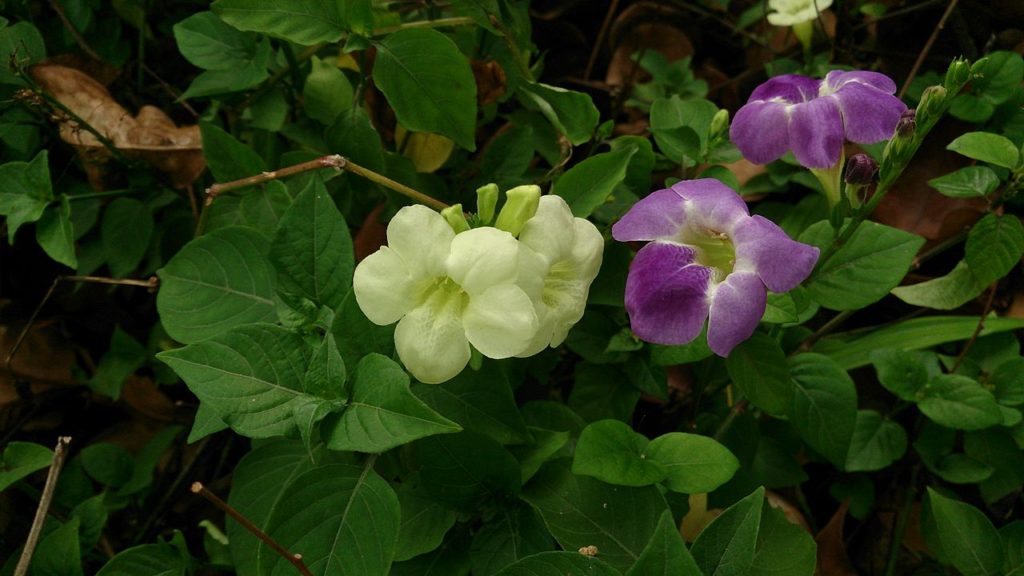 Asystasia Gangetica Tudo Sobre Essa Planta