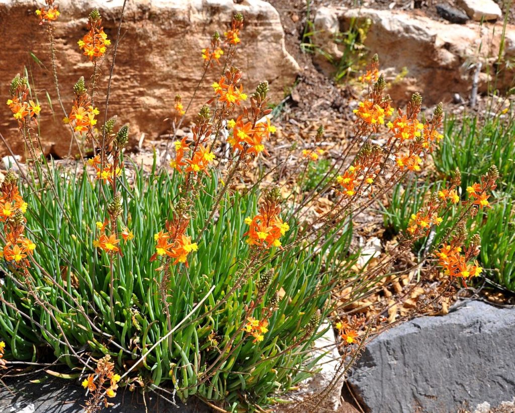 Bulbine: Saiba Tudo Sobre Essa Planta