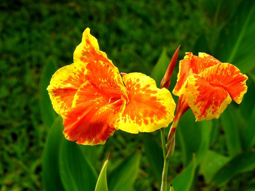 Canna Indica Saiba Tudo Sobre Essa Planta