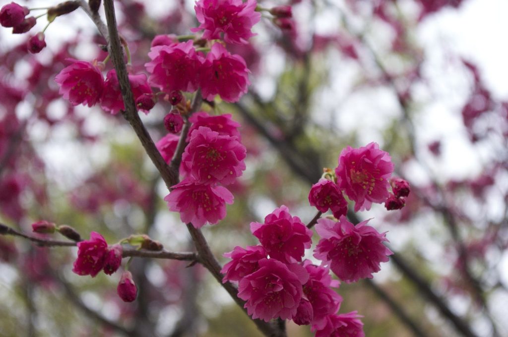 Cerejeira Japonesa Guia Completo Desta Árvore