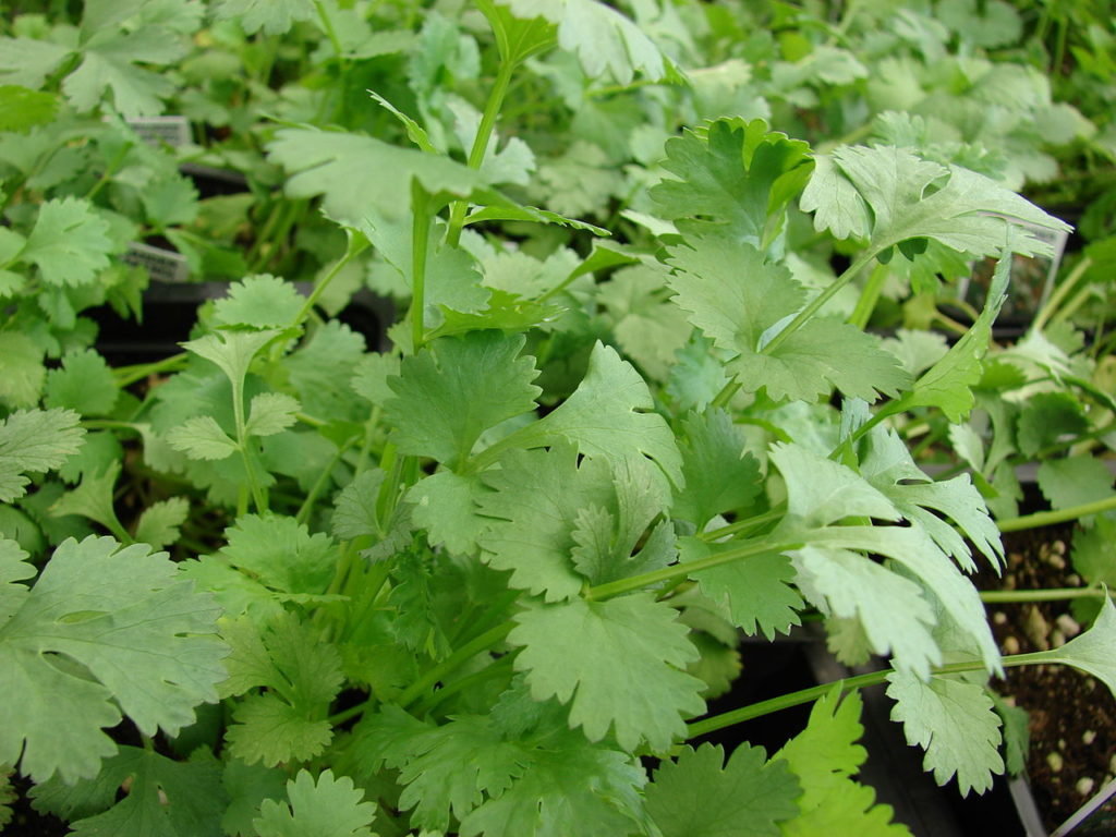 Coentro Saiba Tudo Sobre Essa Planta