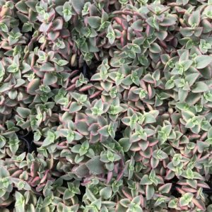 Crassula Pellucida Marginalis Guia Desta Suculenta