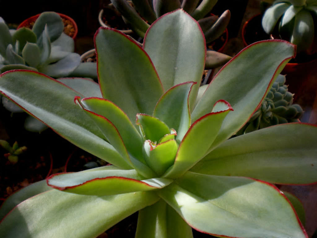 Echeveria Subrigida Tudo Sobre Essa Suculenta