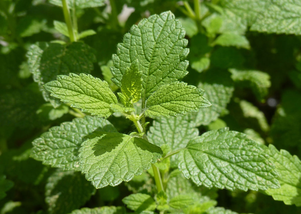 Erva Cidreira Saiba Tudo Sobre Essa Planta