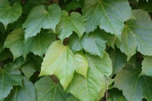 Falsa Vinha Um Guia Completo Desta Planta