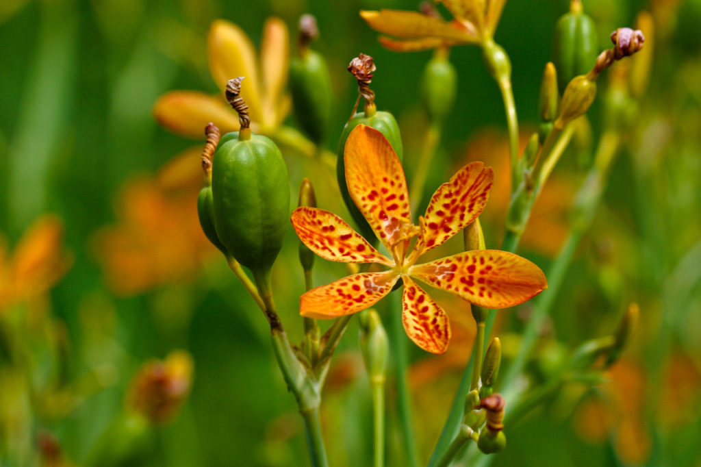 Flor Leopardo Saiba Tudo Sobre Essa Planta