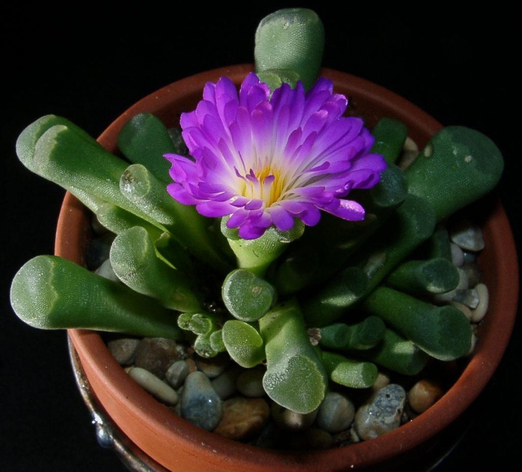 Frithia Pulchra Guia Completo Desta Suculenta