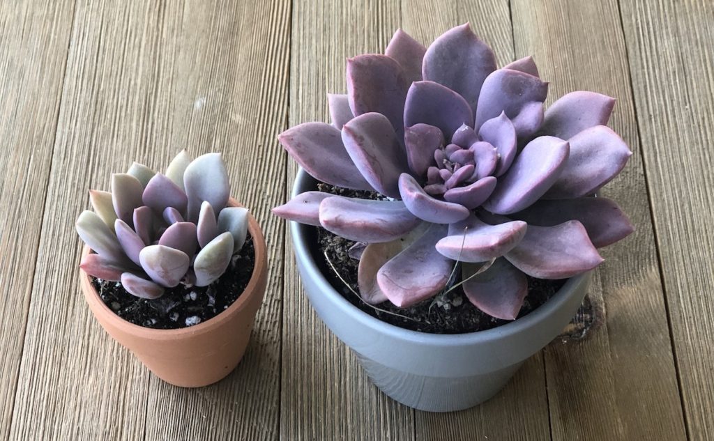 Graptoveria Debbie Um Guia Desta Suculenta