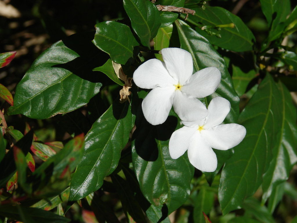 Jasmim Café: Saiba Tudo Sobre Essa Planta