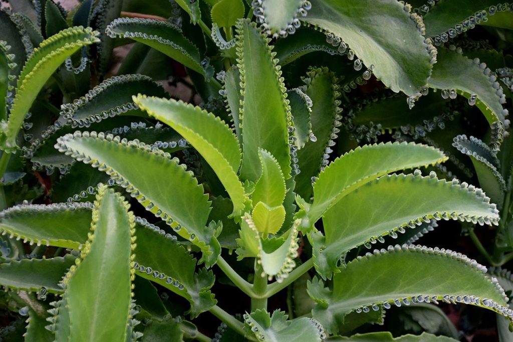 Kalanchoe Laetivirens Um Guia Desta Suculenta