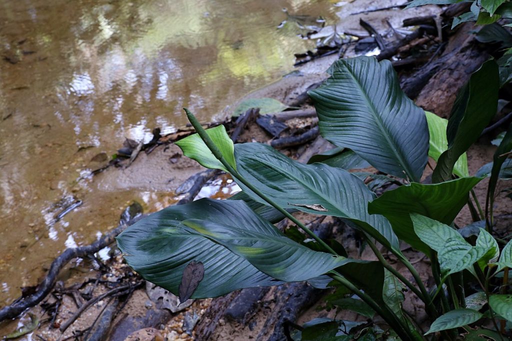 Lírio da Paz Gigante Tudo Sobre Essa Planta