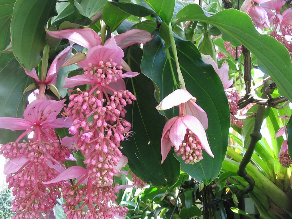 Medinilla Magnifica Guia Completo Desta Planta