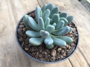 Pachyveria Clavifolia Tudo Sobre Essa Suculenta