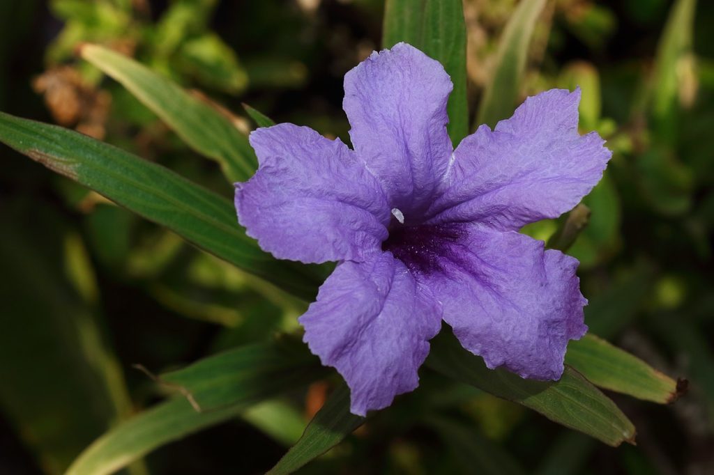 Petunia Mexicana Um Guia Completo Desta Planta