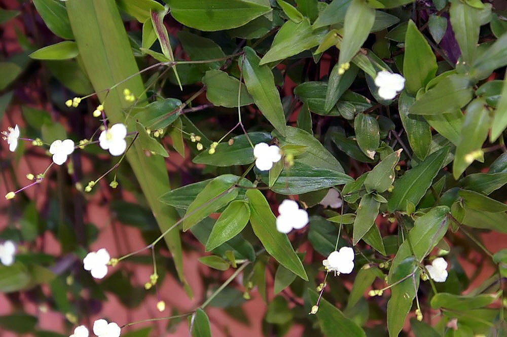 Planta Véu de Noiva Tudo Sobre Essa Planta